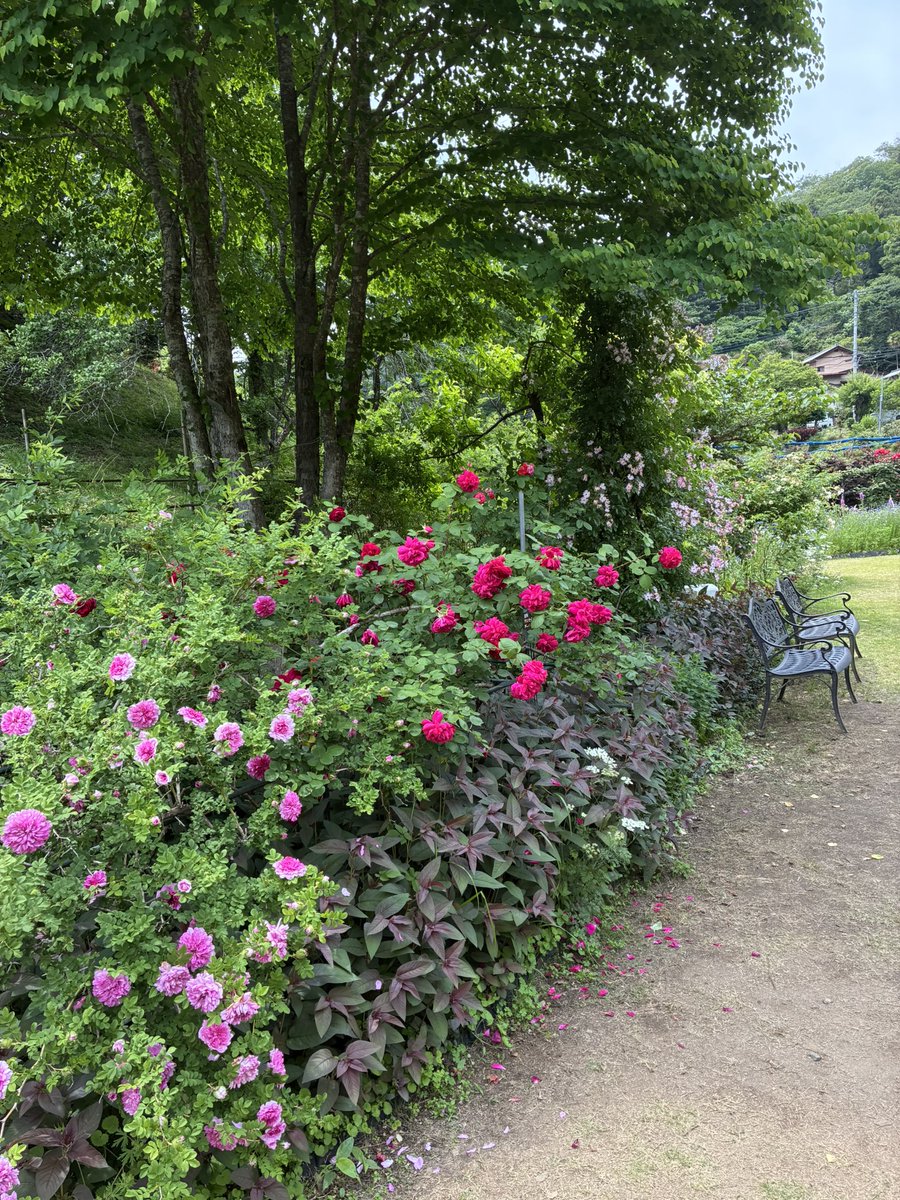 laboum2849's tweet photo. お早うございます

先日　埼玉県毛呂山町　#滝の入ローズガーデン　に行ってきました

それはそれは沢山の薔薇が咲き乱れ感嘆！🌹
素晴らしいお手入れにも感動！
来年も必ず行きます

気分上昇
今週も宜しくお願い致します

#武蔵村山市　#ラブームケーキ工房　#村山げんこつシュー
#薔薇 https://t.co/JeE8pJGURU