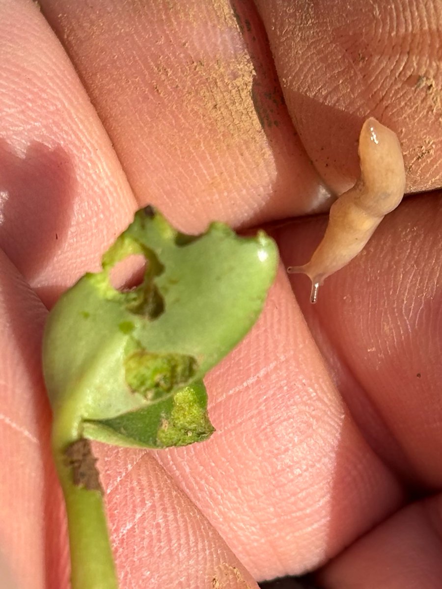 FSCooperatives's tweet photo. Slugs can be a real concern in Midwestern field crops, especially in corn and soybeans just after emergence. Read more at https://t.co/AivBmhCL5L. https://t.co/NyDC8FatT1