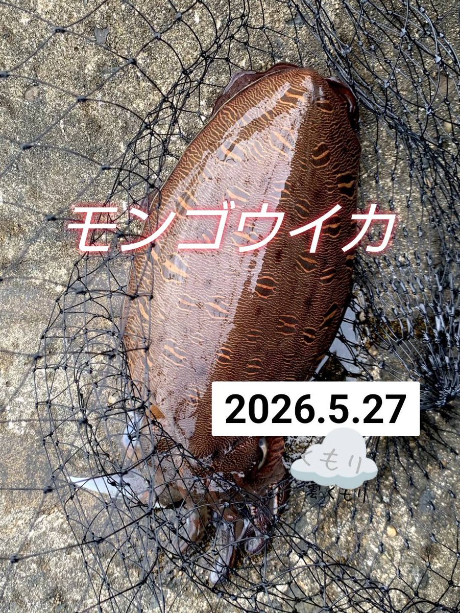 misa_rin_ff14's tweet photo. 昨日の朝活
大っきいモンゴウイカさん3杯ゲット❗️
彼がまた塩辛を作ってくれた〜♪
前回「しょっぱ！」って言ったのを気にしすぎたのか、今回はびっくりするほど優しい薄味に。
極端すぎて思わず笑っちゃった❤️
でも、イカの肝あえみたいで最高に美味しい😊

#FF14 #モンゴウイカ #イカ釣り #エギング https://t.co/sMBcSv8Ut3
