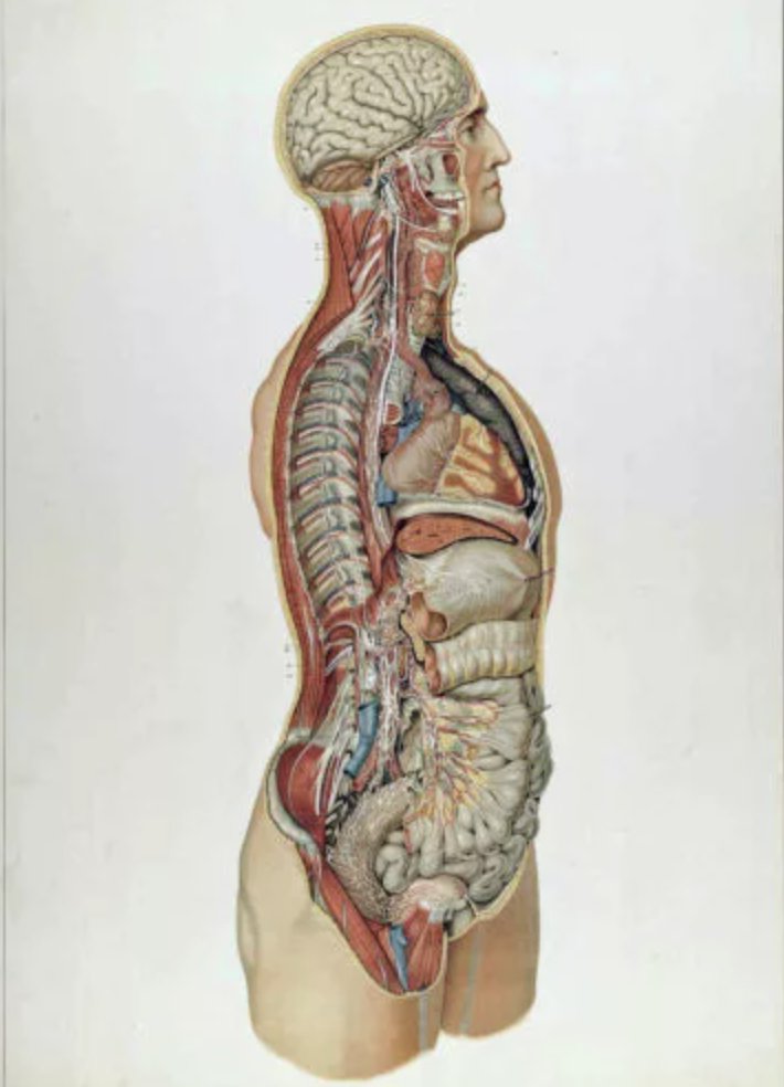 TheracelLab's tweet photo. One of the most fascinating things about the human body that drives me crazy is that you often have no idea where pain is actually coming from, even when it seems obvious.
Unless there’s clear trauma, the spot where you feel pain and the source of the pain can be completely different places.
It’s called viscerosomatic referral, a real, well-documented neurological phenomenon.
Organs, muscles, skin, and joints send signals into the same spinal cord neighborhoods. Their nerve fibers can converge on the same neurons before the signal reaches the brain, and the brain defaults to the more familiar source.
Classic example: heart attacks showing up in the left arm, jaw, or neck.
Classic viscerosomatic referral patterns:
- Right shoulder/blade: gallbladder, liver
- Between the shoulder blades: stomach
- Mid-back: pancreas
- Top of either shoulder: diaphragm
- Low back: kidneys, uterus, colon
- Inner thighs: ovaries, uterus
- Around the navel: small intestine
- Left arm, jaw, neck: heart
And it gets messier.
Fascia is continuous and densely innervated, so tension in one area can pull on and irritate another.
Muscle trigger points have their own referral patterns. Upper traps can mimic headaches. Scalenes can mimic carpal tunnel.
Nerves refer along their distribution, not necessarily where they’re compressed.
Veins and lymphatic congestion can ache in ways that feel muscular.
Joints refer too. Hip pathology often shows up as knee pain.
And all of this layers.
A gallbladder issue can refer to the right shoulder. The shoulder compensates with chronic tension. The tension develops trigger points. The trigger points refer into the neck or head.
Now the person is chasing “neck pain” or “headaches,” when the original layer may have started somewhere completely different.
I actually fixed my right shoulder tightness and burning sensation when I fixed my gallbladder but its all truly confusing and fascinating tbh, especially when you start going deep into anatomy.