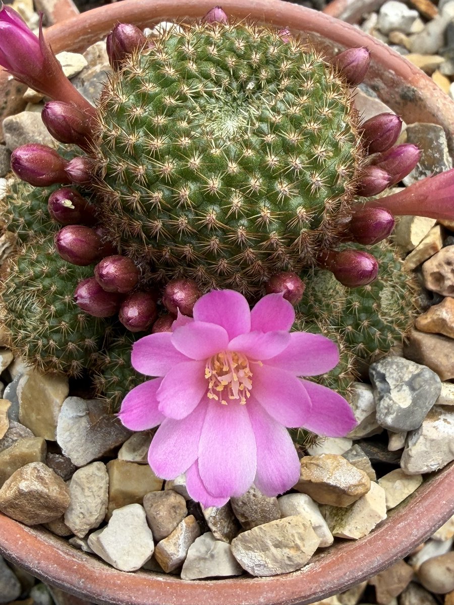 Snowdropman's tweet photo. Some of the first cacti to flower here, these three Rebutia species are fairly hardy, small, free-flowering, safe to handle and offset freely, what’s not to like? R. pymaea MN132, R. fabrisii var. aureiflora and R. perplexa. #fairviewyearround https://t.co/3UquunQNHr