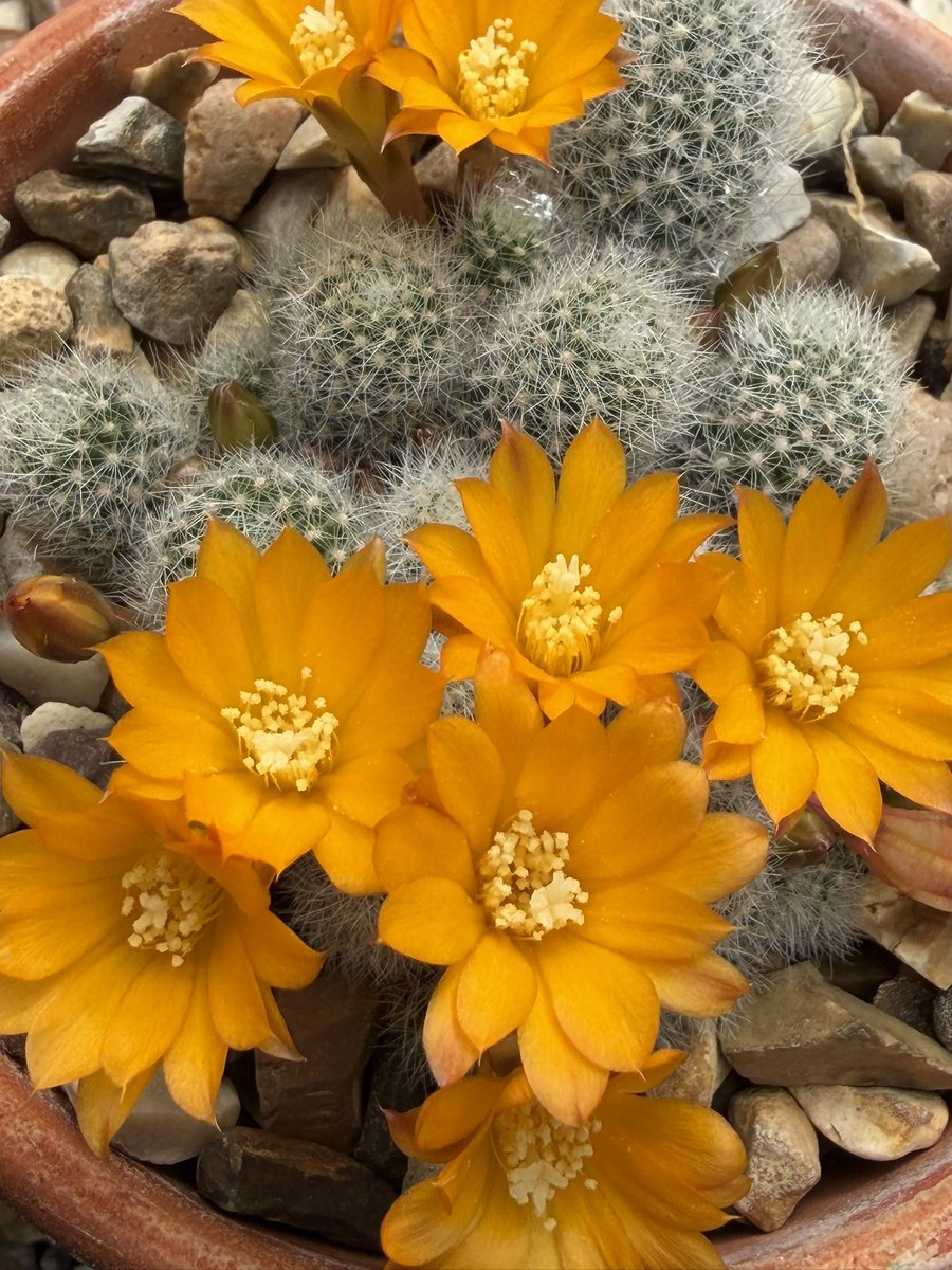 Snowdropman's tweet photo. Some of the first cacti to flower here, these three Rebutia species are fairly hardy, small, free-flowering, safe to handle and offset freely, what’s not to like? R. pymaea MN132, R. fabrisii var. aureiflora and R. perplexa. #fairviewyearround https://t.co/3UquunQNHr