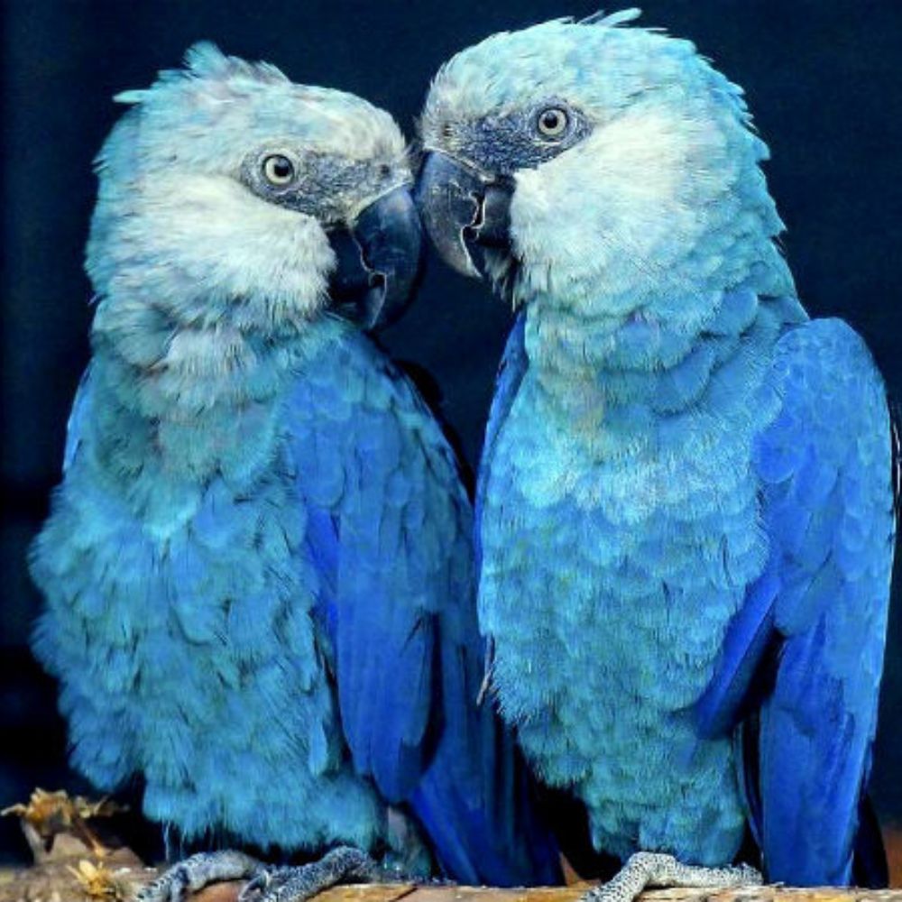 EnsedeCiencia's tweet photo. Autoridades y conservacionistas en Brasil lograron rescatar 69 guacamayos azules, una de las aves más famosas del mundo tras inspirar la película “Río”.  La especie fue considerada extinta en estado salvaje desde el año 2000 debido al tráfico ilegal y la destrucción de su hábitat.