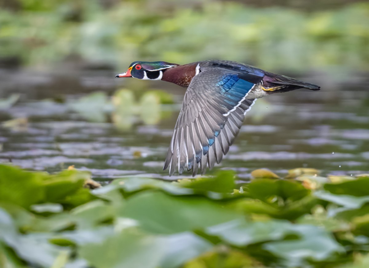 Jocelyn Anderson Photography tweet media