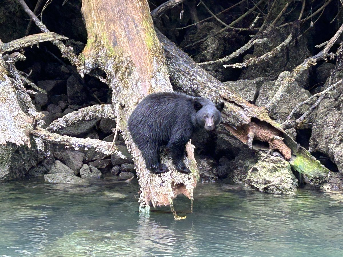 FXDIRK's tweet photo. 🇨🇦Canada…two fantastic weeks passed by so damn fast…we saw so many things…nature/animals were the most impressive part of the whole journey…big hugs go out to Helma and my cousin @schievink_1 …we saw bears, seelions, bald eagles, humpback whales and so much more and even some fish got on our hook😊 #canada #vancouver #vancouverisland #nature #animals #bears #baldeagles #fxdirk #traveling #boating