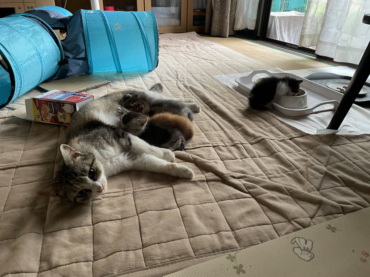 出勤前の子猫たちの光景 白グレーちゃんが指しゃぶってて可愛かったの