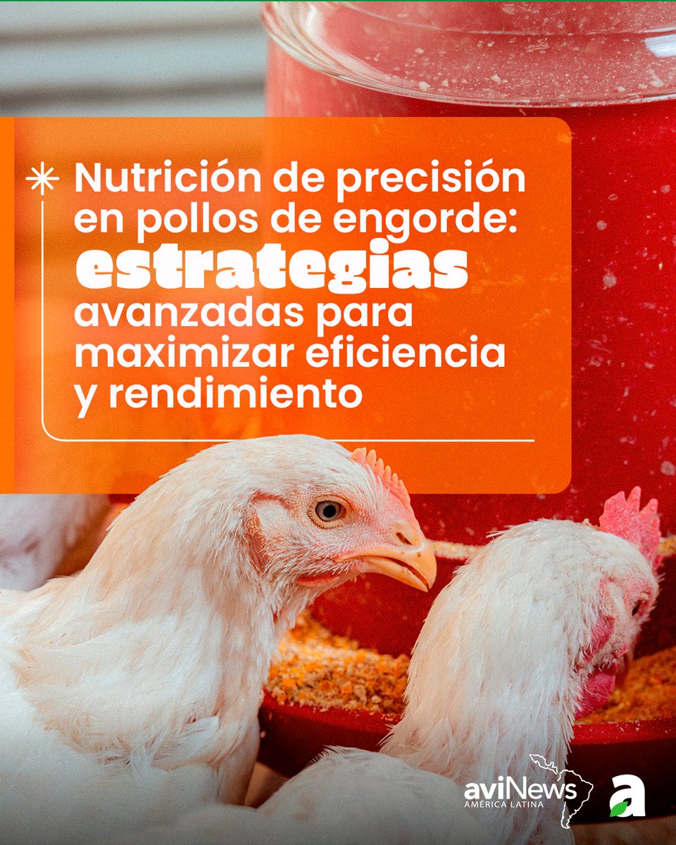 aviNews_Latam's tweet photo. A través de estrategias avanzadas, es posible optimizar el rendimiento, maximizar la eficiencia alimentaria y responder a los desafíos actuales de costos en la industria avícola.
Artículo completo en: https://t.co/aX7DUO5vow
#Avicultura #PollosDeEngorde https://t.co/VHjc9PWrgN