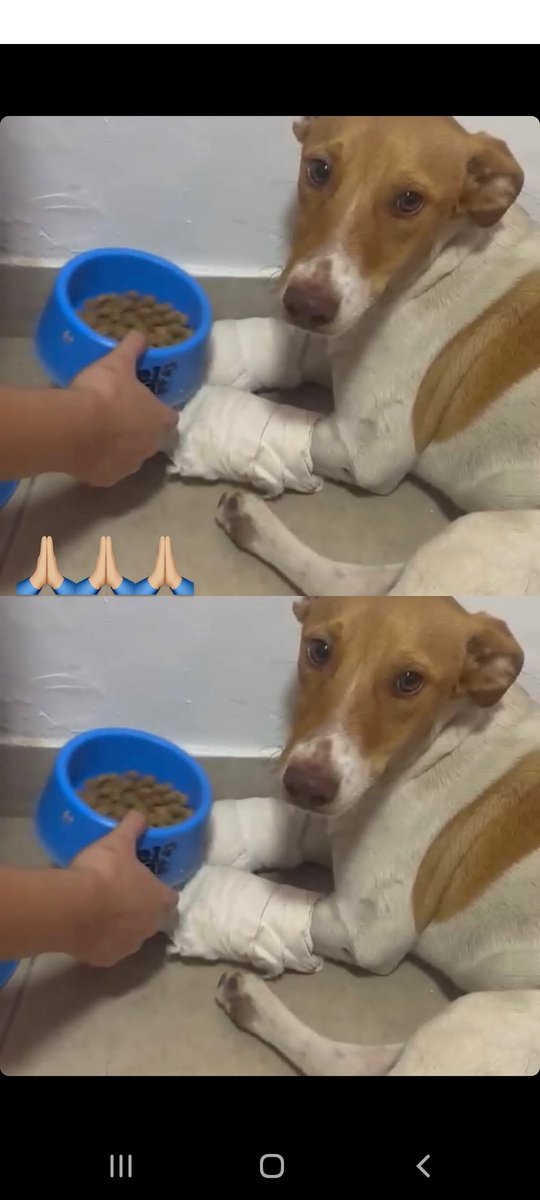 ariups's tweet photo. Cualquier ayuda suma, compartan 🙏🙏🙏🙏
El alias para colaborar es patitas.para.caminar https://t.co/ppM74JeOFJ