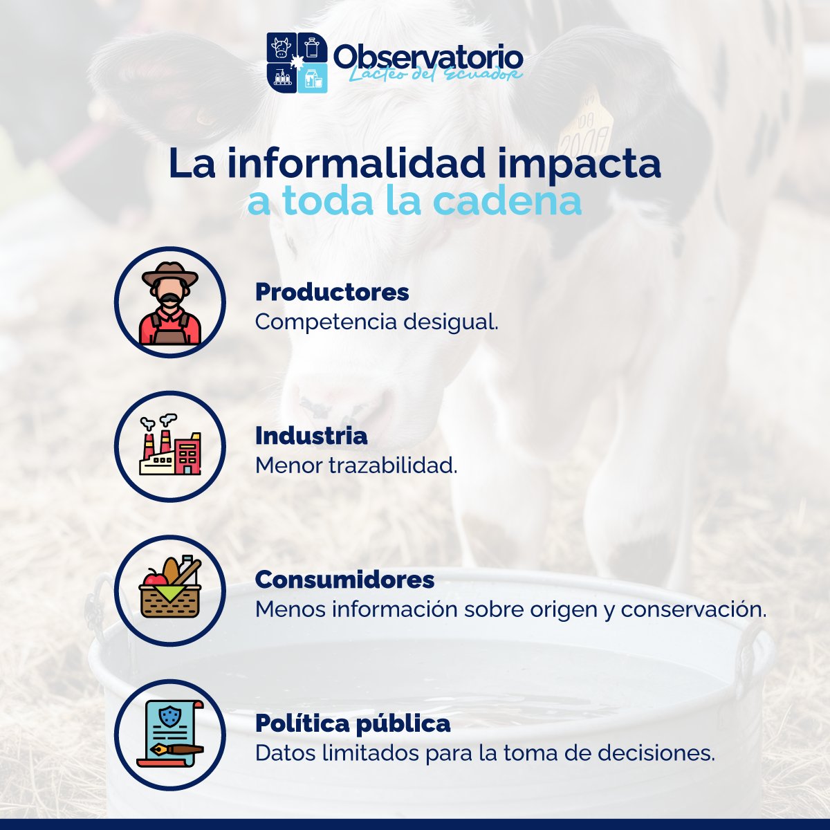 CIL_Ec's tweet photo. El análisis del Observatorio Lácteo del Ecuador evidencia que todavía existen importantes volúmenes de leche y derivados que circulan fuera de registros formales, generando desafíos para productores, consumidores, industria y política pública. https://t.co/A0wCKMcU98