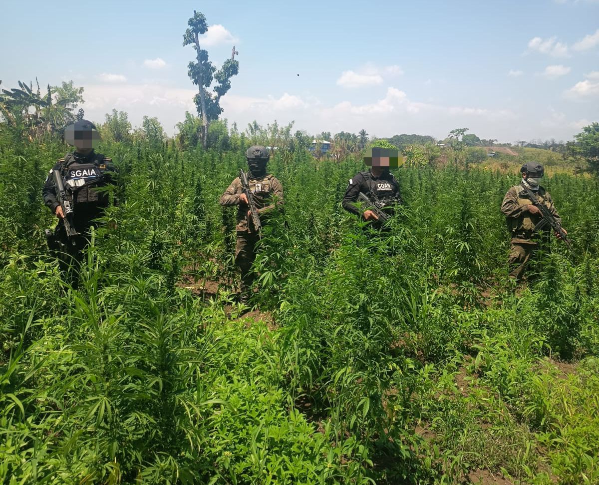 sgaia_pnc_gt's tweet photo. Más de 252 mil matas de marihuana erradicadas en Petén. 
Más detalles aquí: https://t.co/OHkTAe2h41

#PNC #SGAIA #MP #MINDEF #Peten #ContraLasDrogas https://t.co/7mKIHSjsbv