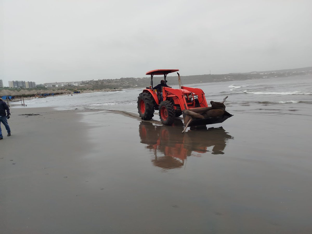 Gobatlantico's tweet photo. ¡Atlántico activa su capacidad operativa ante fenómeno climático tropical! 🏖️🌊

Desde la Gobernación del Atlántico desplegamos acciones de prevención en las playas del Country y Sabanilla 2, en Puerto Colombia, para garantizar cerca de 1,5 kilómetros de playa en óptimas condiciones y el disfrute seguro de residentes y visitantes.