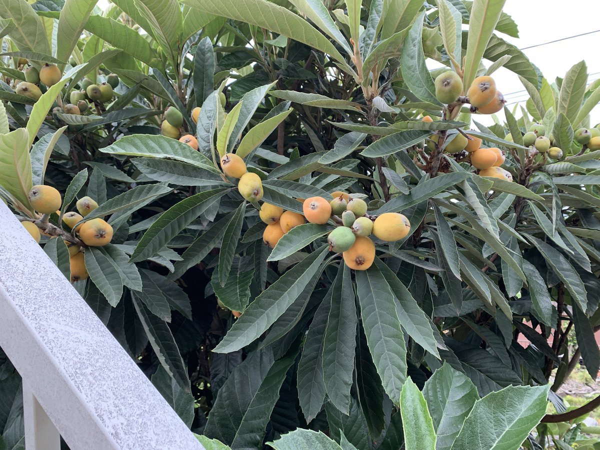 idmachide's tweet photo. 枇杷がだんだん色付いてきてる😊 https://t.co/pCqec2IwkM