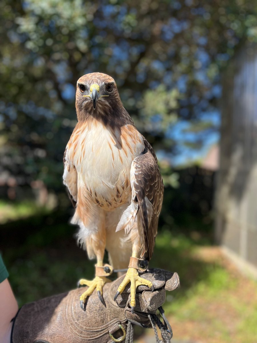 sfzoo's tweet photo. Meet Mabel, our new female red-tailed hawk!
 
Mabel sustained an injury to her left wing in the wild and can no longer fly. As a non-flighted bird of prey, she is unable to hunt for herself or evade predators, resulting in her receiving non-releasable status. Fortunately, she made her way to a rehabilitation center in Auburn County, where she received life-saving veterinary care. We then welcomed her to her forever home at the Koret Animal Rescue and Conservation Center (ARC) and estimate her age to be 13 years old, where she has become a powerful ambassador for our local birds of prey.
 
Even though she can no longer sustain flight, she can still hop and glide to her various perches. She is an active participant in our animal training program, where she is in-training to participate in Wildlife Theater and other programs at the ARC. Check back in a few weeks, where she may be out in one of the ARC aviaries, and one of the new Wildlife Theater programs!