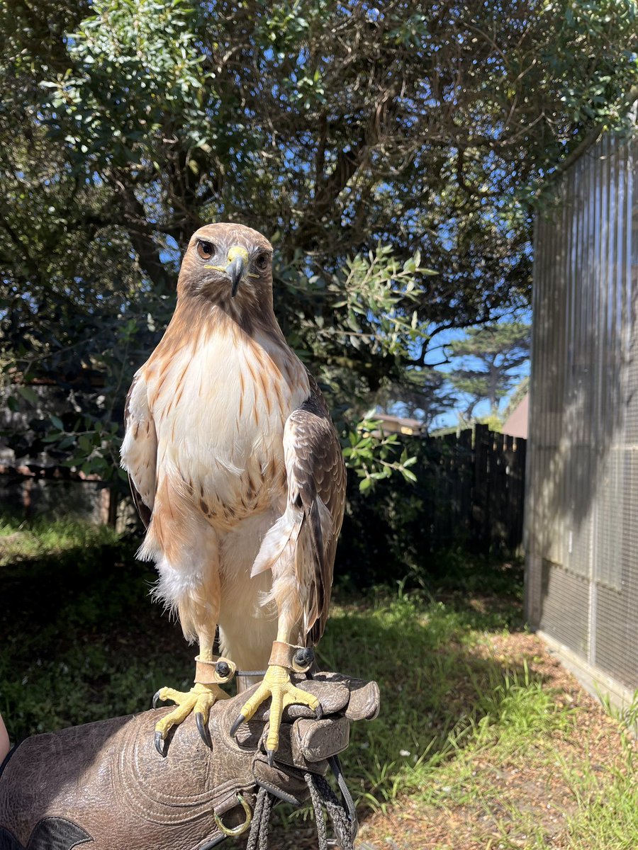 sfzoo's tweet photo. Meet Mabel, our new female red-tailed hawk!
 
Mabel sustained an injury to her left wing in the wild and can no longer fly. As a non-flighted bird of prey, she is unable to hunt for herself or evade predators, resulting in her receiving non-releasable status. Fortunately, she made her way to a rehabilitation center in Auburn County, where she received life-saving veterinary care. We then welcomed her to her forever home at the Koret Animal Rescue and Conservation Center (ARC) and estimate her age to be 13 years old, where she has become a powerful ambassador for our local birds of prey.
 
Even though she can no longer sustain flight, she can still hop and glide to her various perches. She is an active participant in our animal training program, where she is in-training to participate in Wildlife Theater and other programs at the ARC. Check back in a few weeks, where she may be out in one of the ARC aviaries, and one of the new Wildlife Theater programs!