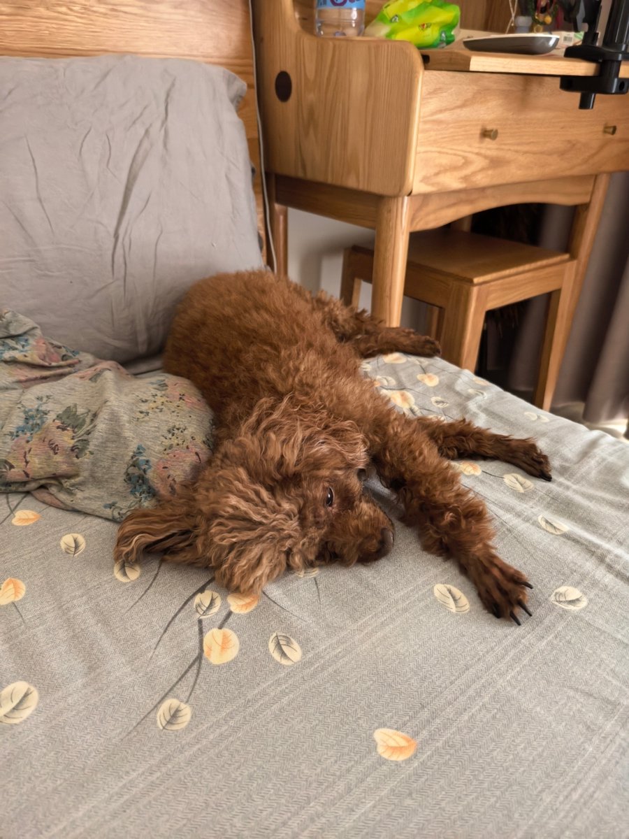 TambascoVi19913's tweet photo. A lazy afternoon with my fluffy pup = pure happiness. Nothing beats the quiet joy of paws on your lap and a warm, wiggly tail by your side.  #PetLove， https://t.co/yldrhV2G7r