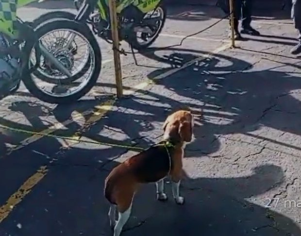 Protección Animal Bogotá tweet media