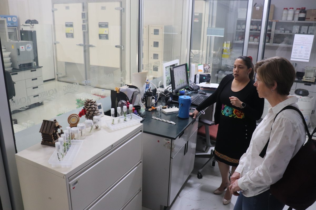 inifap's tweet photo. El INIFAP fortalece la colaboración internacional para impulsar la investigación en agave y la agricultura regenerativa.

Especialistas de Diageo México y Diageo United Kingdom visitaron el Centro Nacional de Recursos Genéticos para conocer las capacidades científicas... https://t.co/SB1C6Hmq9d