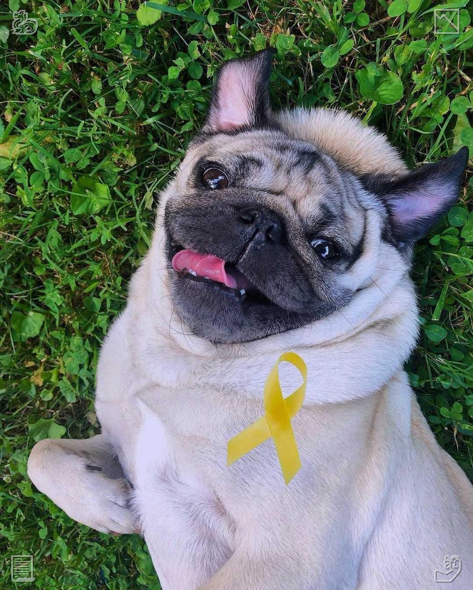 MicuChicu's tweet photo. In the park, a dog dashes swiftly. A bowl contains a salad of grape fruit. https://t.co/GlVFQ1bxzj