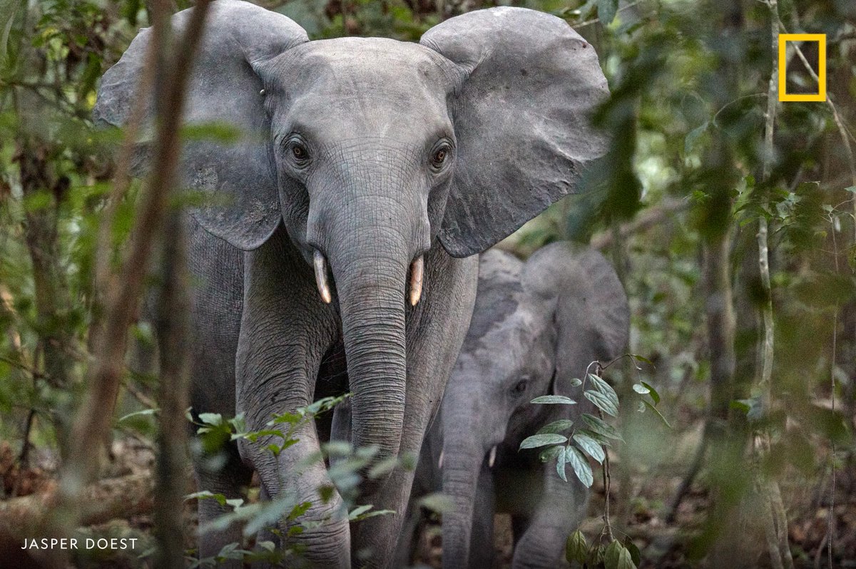 National Geographic tweet media