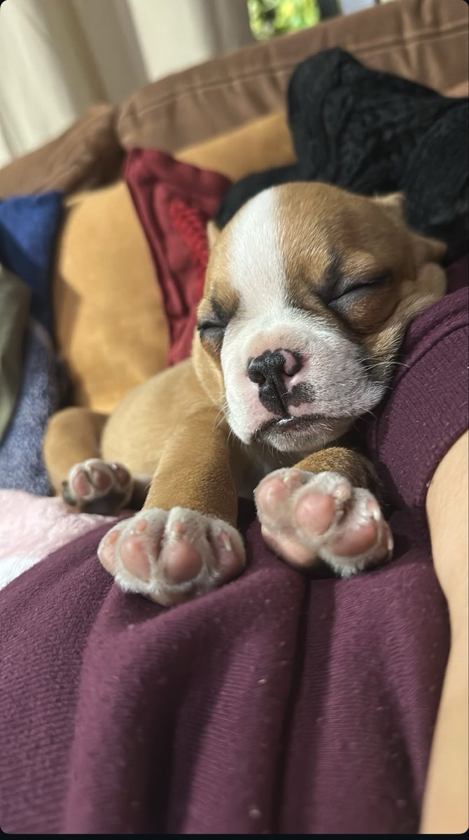 carlaled__'s tweet photo. 🥰🐾 https://t.co/Lej4Y069Ug