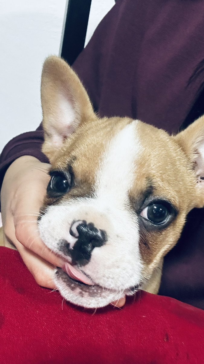 carlaled__'s tweet photo. 🥰🐾 https://t.co/Lej4Y069Ug