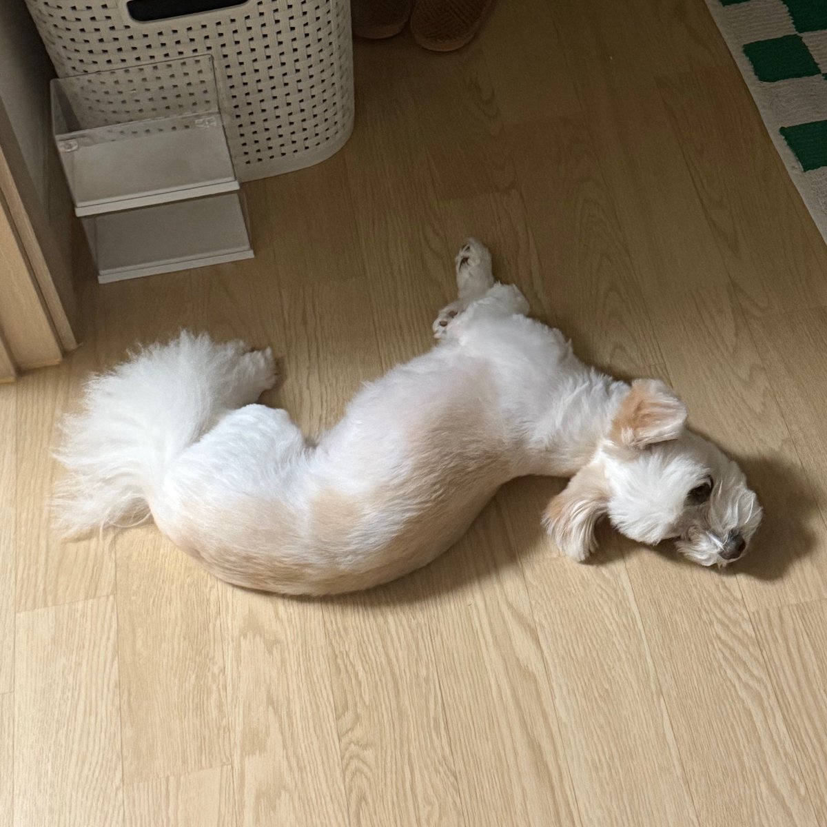 강아지 tweet media