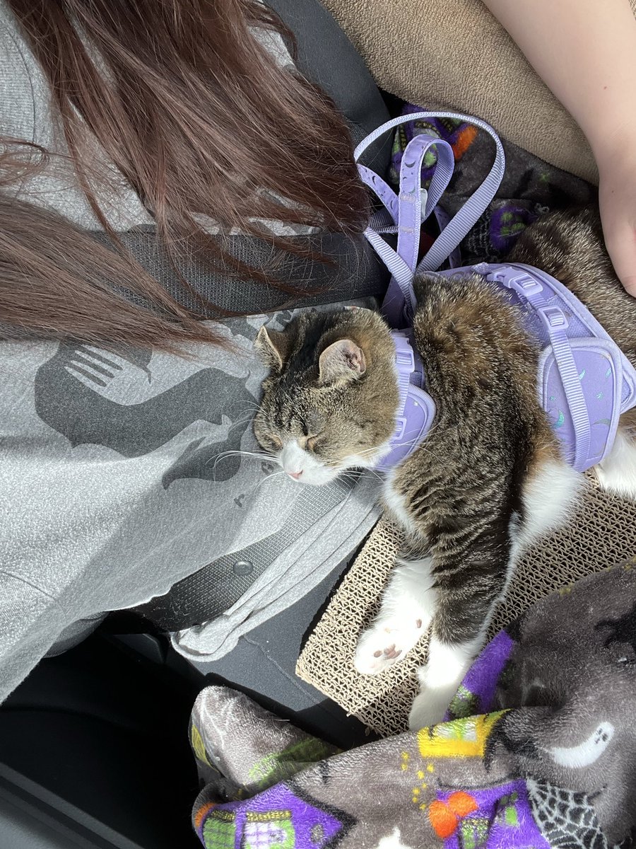 BecauseCats tweet media