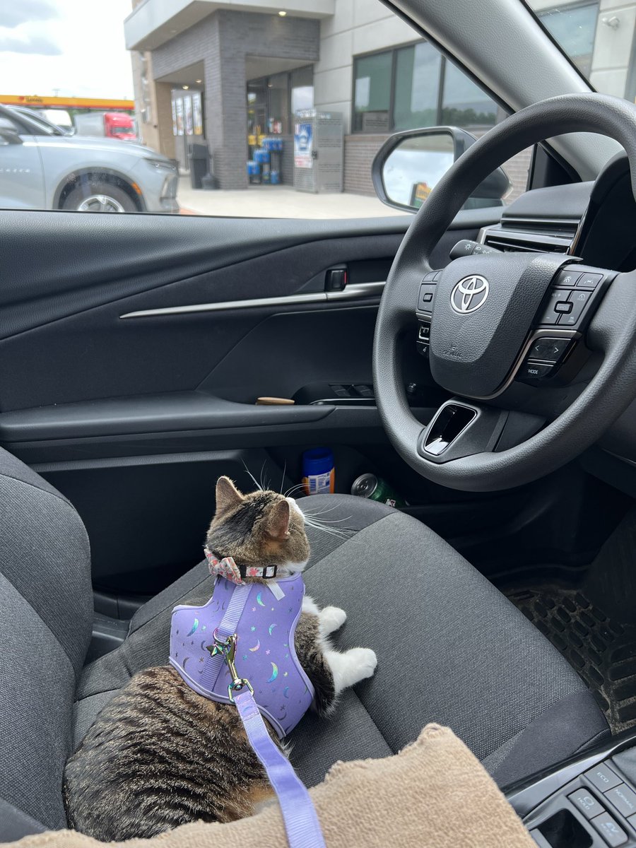 BecauseCats tweet media