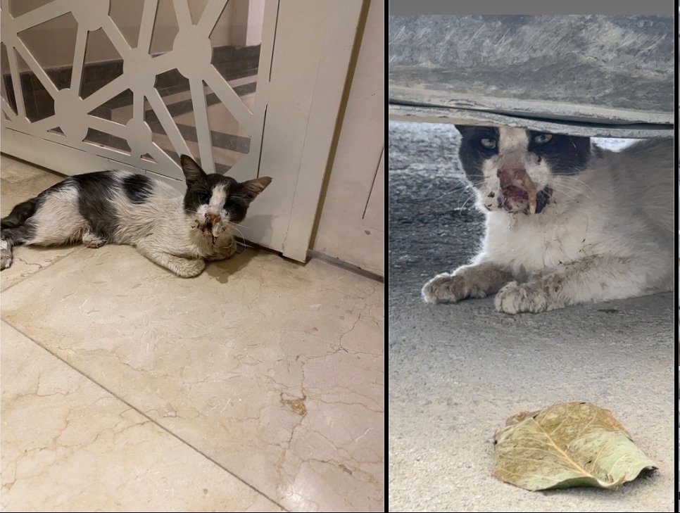 Animal_rescue0's tweet photo. #انقاذ #قطط #الرياض #الملقا

قط تعبان مره عند عمارتنا وصعوووووبة يتنفس اللي يقدر يساعده هذا الموقع 

للتواصل: 0534251718

https://t.co/bOyKvN5XzU https://t.co/zAUxCJUy1l