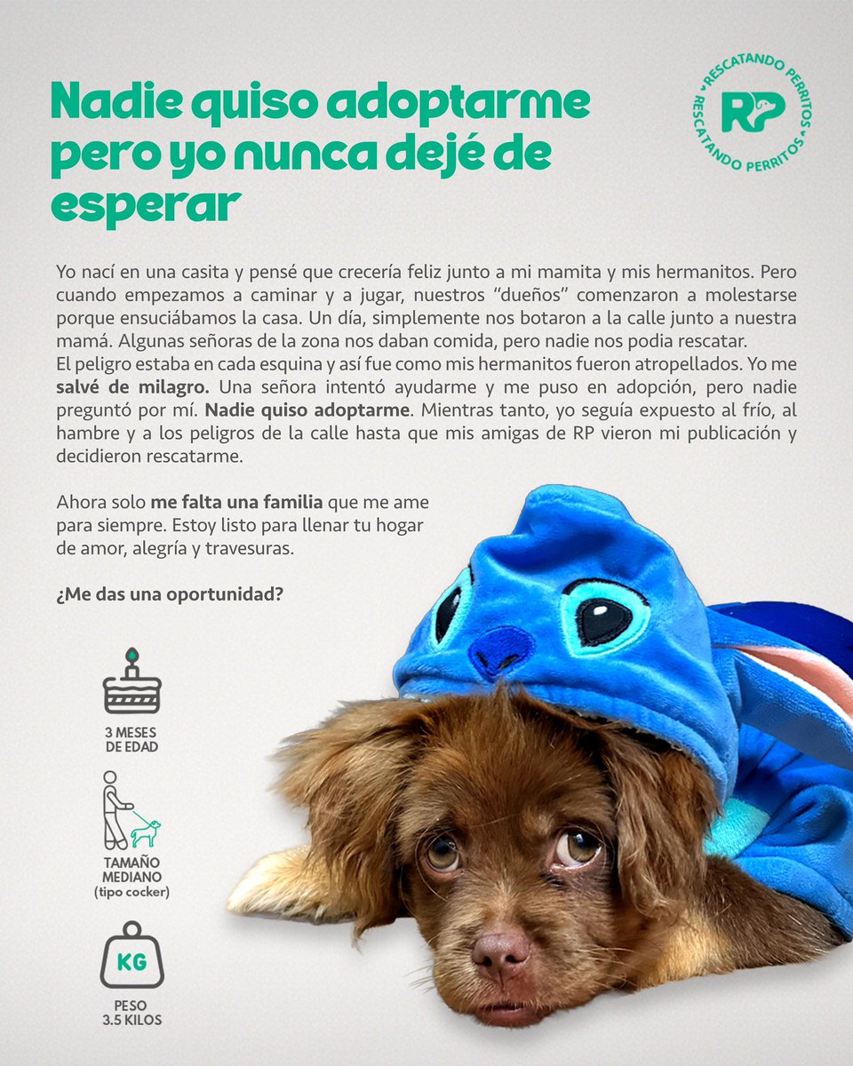 Pao Peralta 🐶 Rescatando Perritos 🇵🇪 tweet media