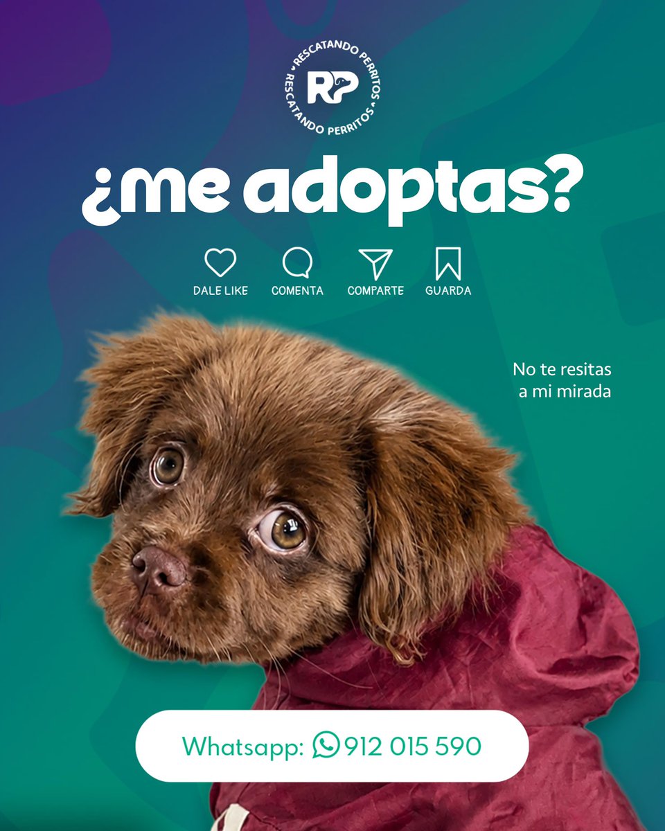 Pao Peralta 🐶 Rescatando Perritos 🇵🇪 tweet media