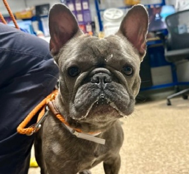 Little Paws NYC tweet media
