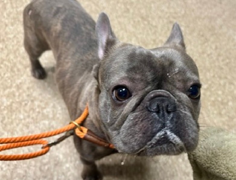 Little Paws NYC tweet media