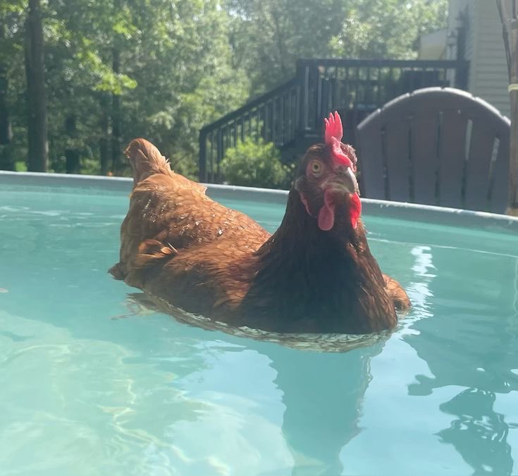chicken tweet media