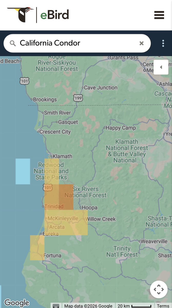 birdmoder's tweet photo. The Yurok have also put in a ton of work to reintroduce California Condors into the Pacific Northwest, it’s really really cool work https://t.co/W3yLqmvOnX