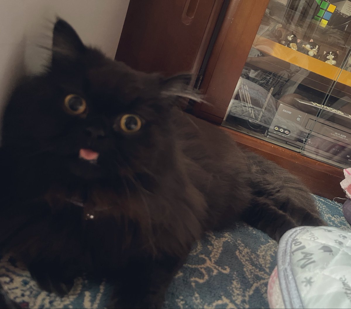 黒猫おはぎ(=^x^=)♪ 🐈‍⬛あずき&おはぎ🐈‍⬛ (@twin_blackcats) • Instagram photos and
