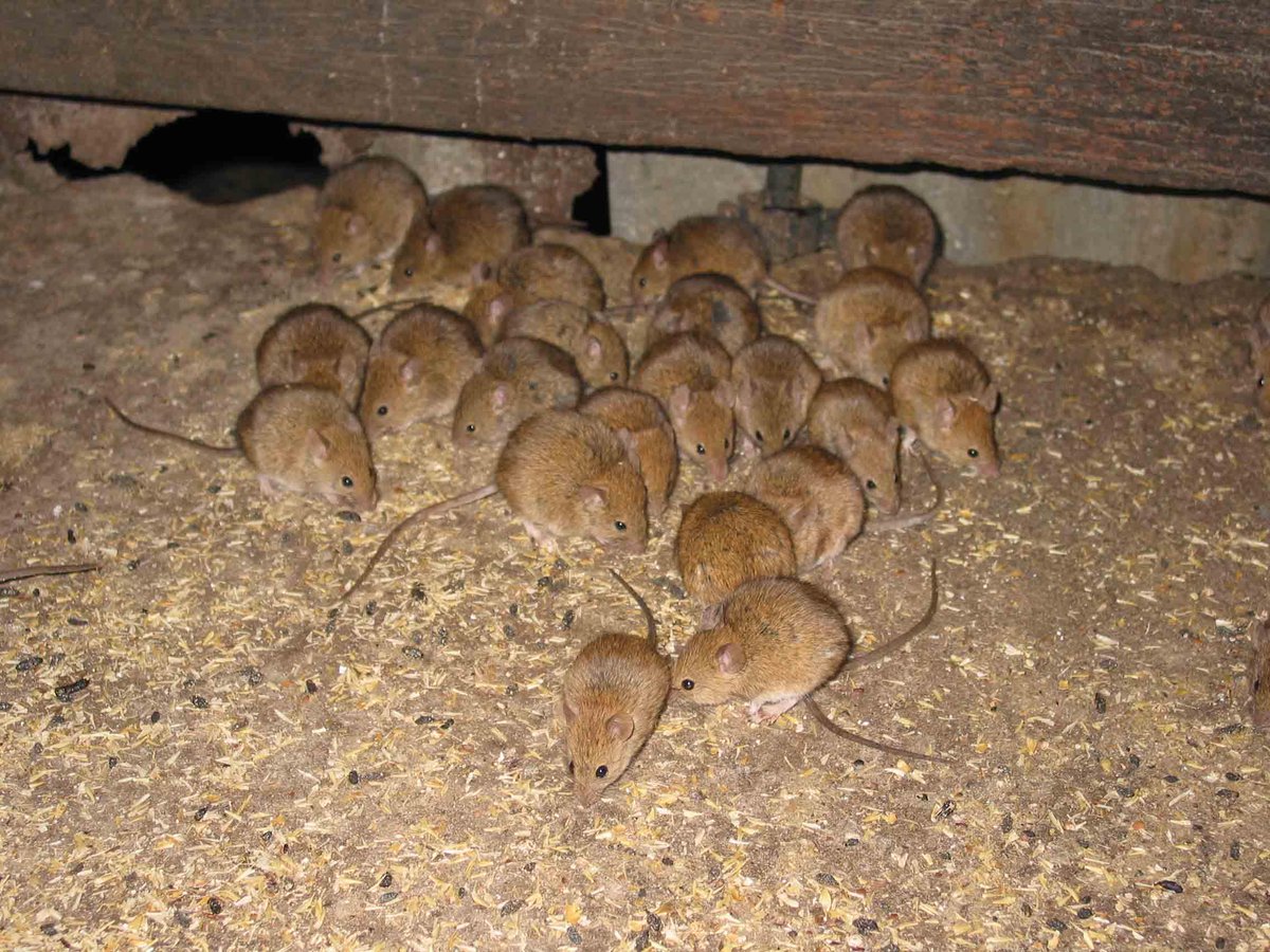 DPIRDbroadacre's tweet photo. High mouse activity reported across WA’s broadacre regions 🚨 Landholders and regional communities are encouraged to help track changes across affected local governments and support the broader industry.
📍Report sightings and activity via Mouse Alert 👉 https://t.co/ExhI9NA1D0 https://t.co/Dpogi4Ije8