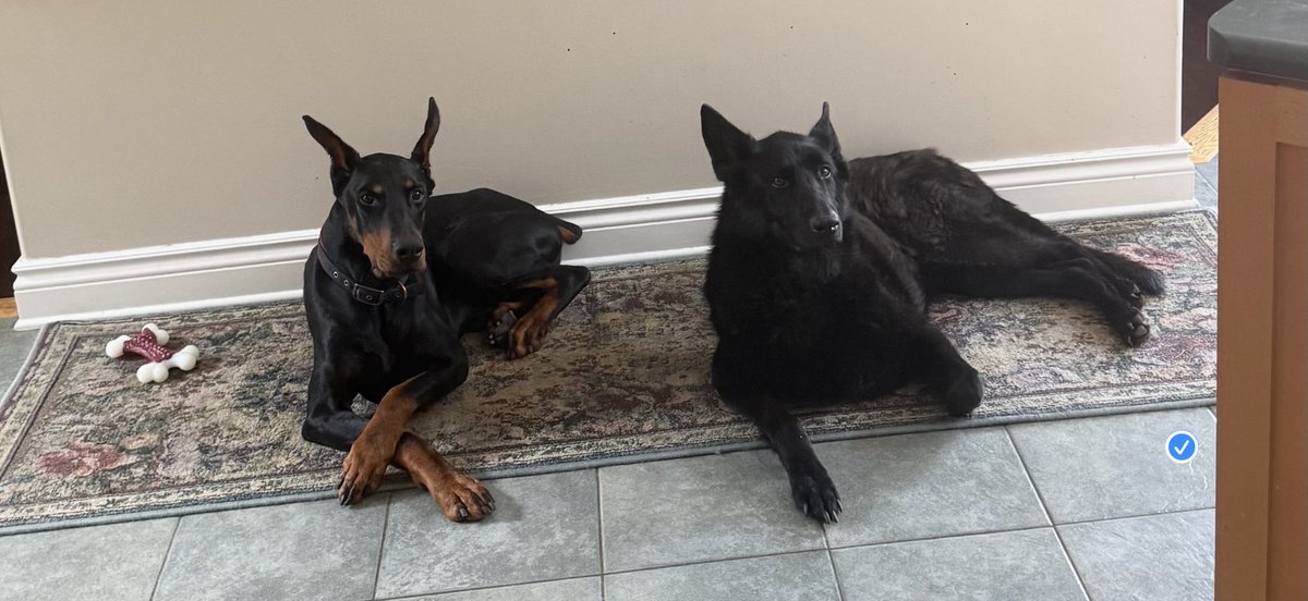 McalpineWfg's tweet photo. Duke the Doberman and Zelda the Black German shepherd locked in watching me cook dinner .. and hoping for a bite 🐺 https://t.co/zz6rnK7EQt