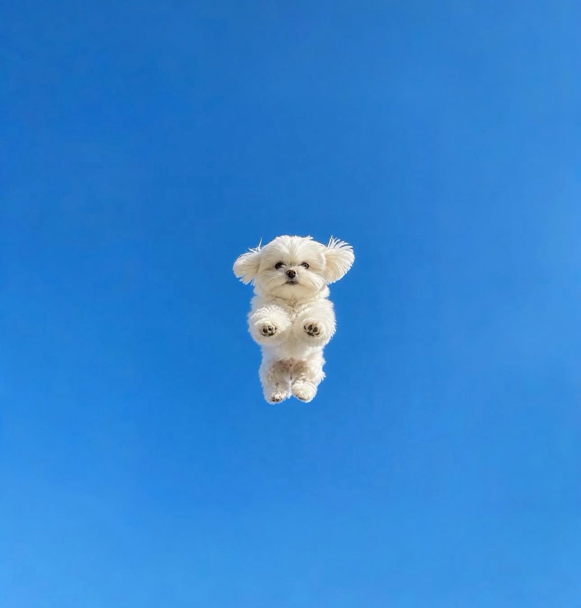 tododiacaes's tweet photo. POV você chegou no céu, quem você gostaria que te recebesse assim? https://t.co/MklL2cNZBb