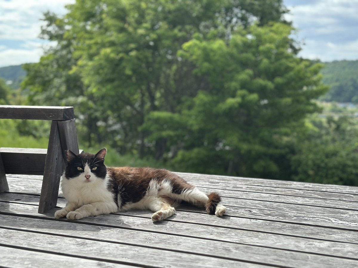 おは🐱 にゃん🐱