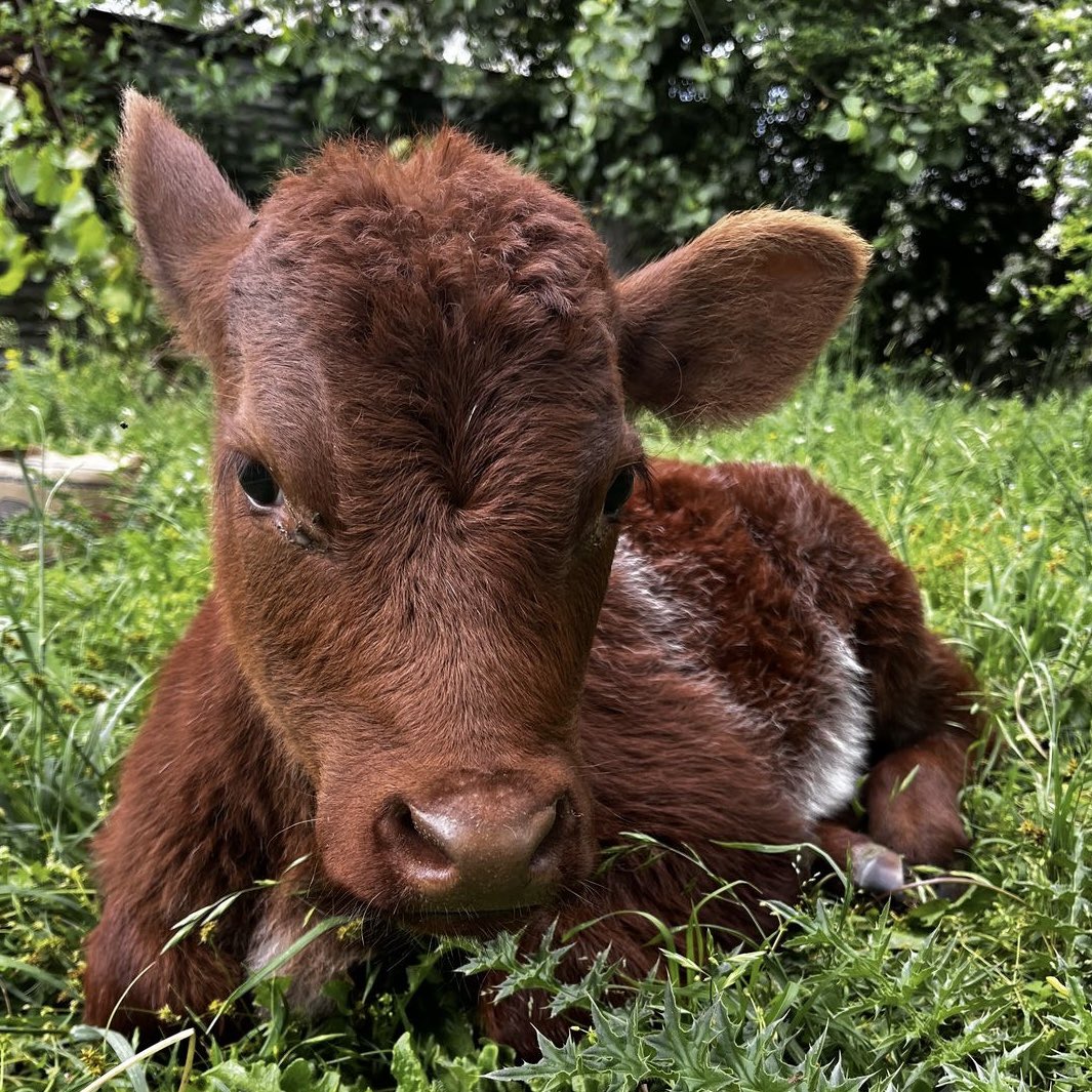 jack wolfe as cows tweet media