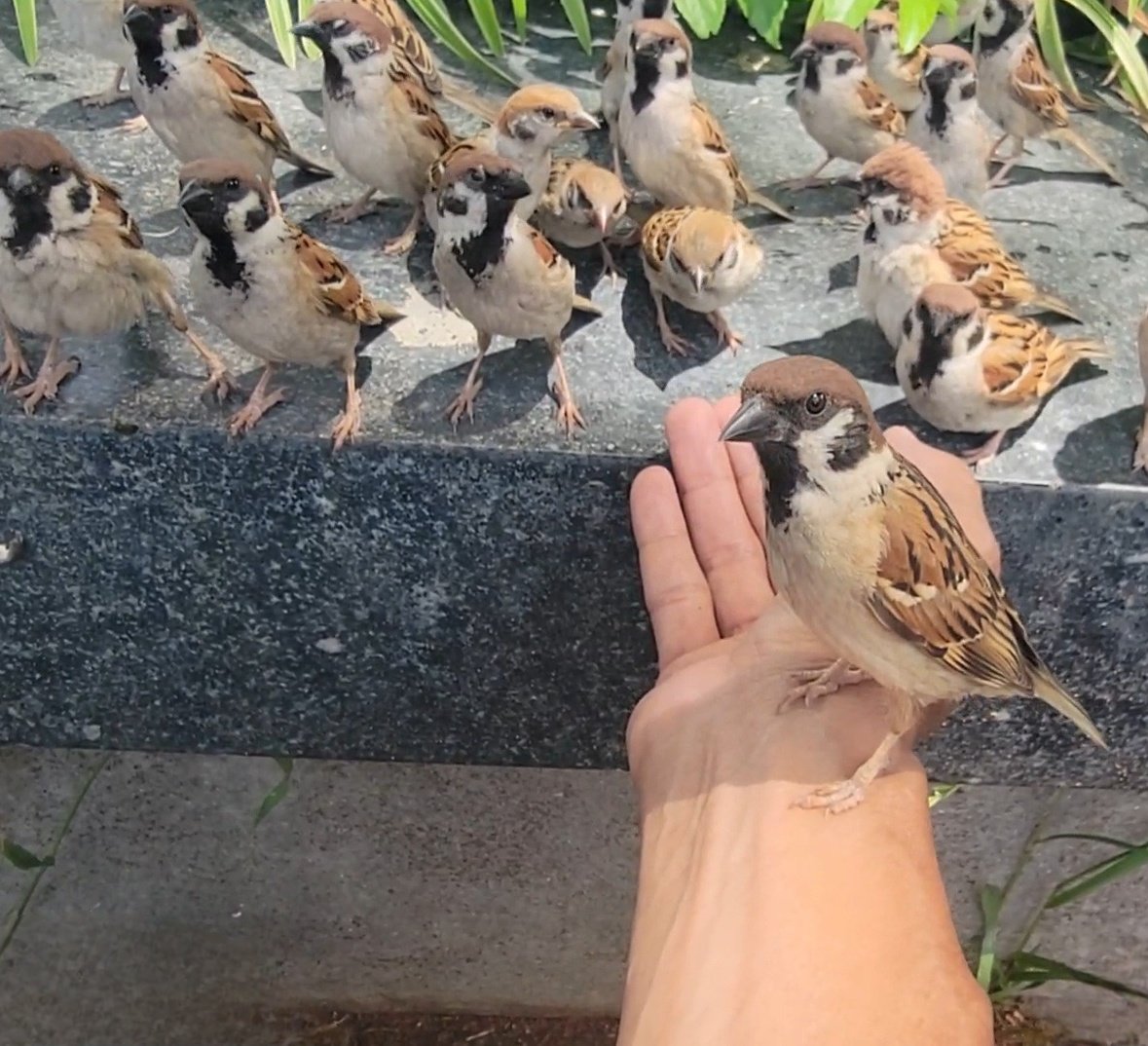 ピピピ tweet media