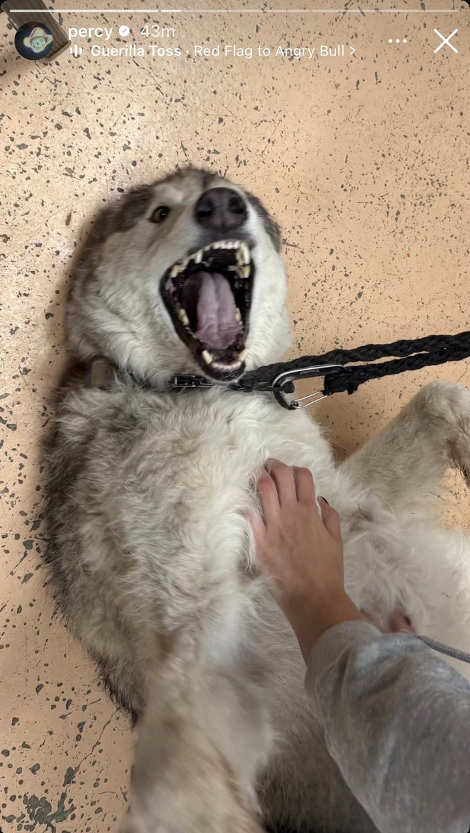 crophyneswhite's tweet photo. Sheep, a happy dog receiving pets and Nat’s magnified eyes! What do they all have in common? They were posted on #PercyHynesWhite’s ig stories 😊 https://t.co/cwowMEioXh