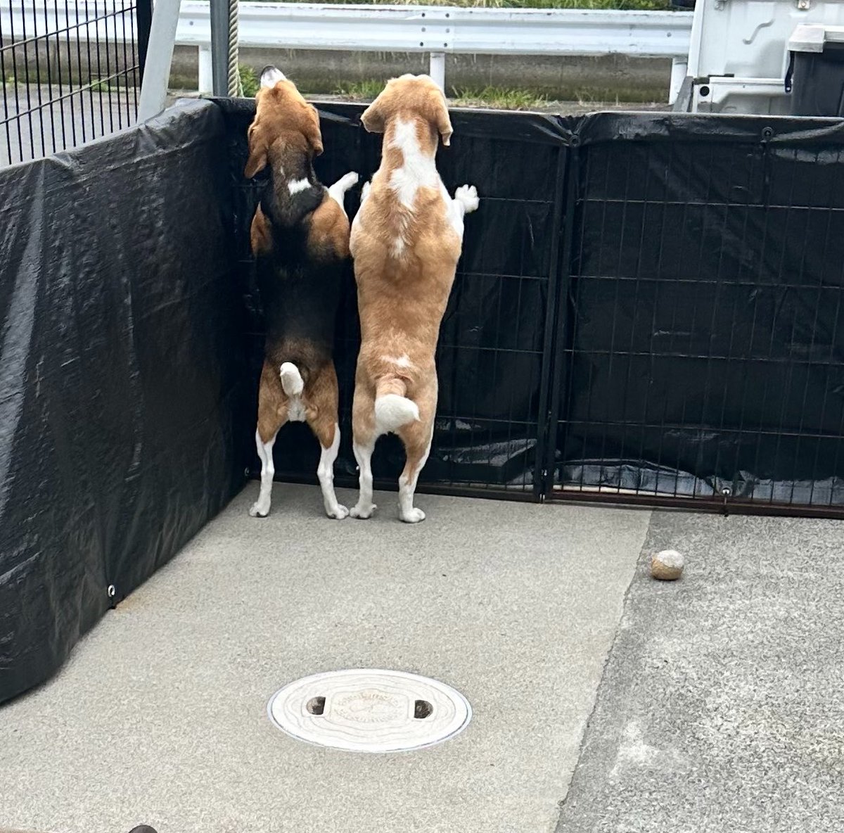 99Mpp's tweet photo. 誰も来てないよ。

＃ビーグル
＃beagle https://t.co/mNM9rEMRR5