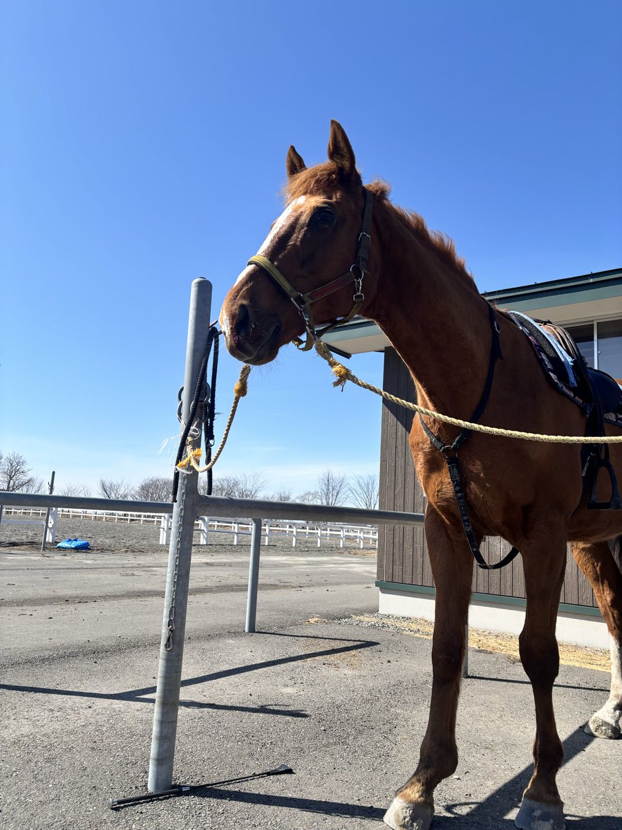 GrassSultan's tweet photo. ブログ更新しました！
今回で部活のことは終わりになります！
本日正式に乗馬連盟への加盟申請を行います。
皆様応援よろしくお願いします🙇

#インフォーマー
https://t.co/ilf4xo9wkb https://t.co/KB5f4lteSD