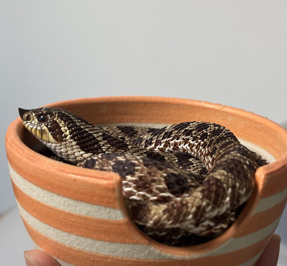 SasArcRay's tweet photo. 我が家のシシバナヘビかわいい https://t.co/ZVW1yiHHkM