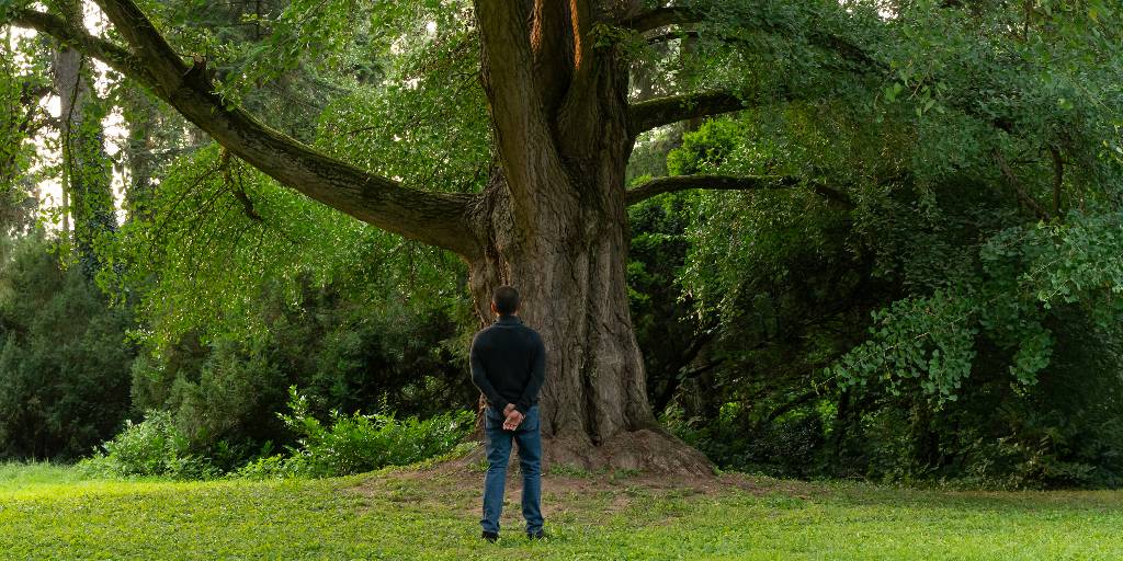 OKCMOA's tweet photo. 🌿“Utterly enchanting.” -Variety
🌳“Exquisite. A joyous gift.” -The Film Stage
🍃“Breathtaking. One of the year’s best films.” -Awards Watch

SILENT FRIEND opens this Friday!
Starring Tony Leung Chiu-wai and Léa Seydoux, Ildikó Enyedi’s dazzling drama spans generations through the quiet witness of a ginkgo tree, weaving a lyrical meditation on nature and human transformation.
🎟️ Tickets: https://t.co/rxszkI3ecI