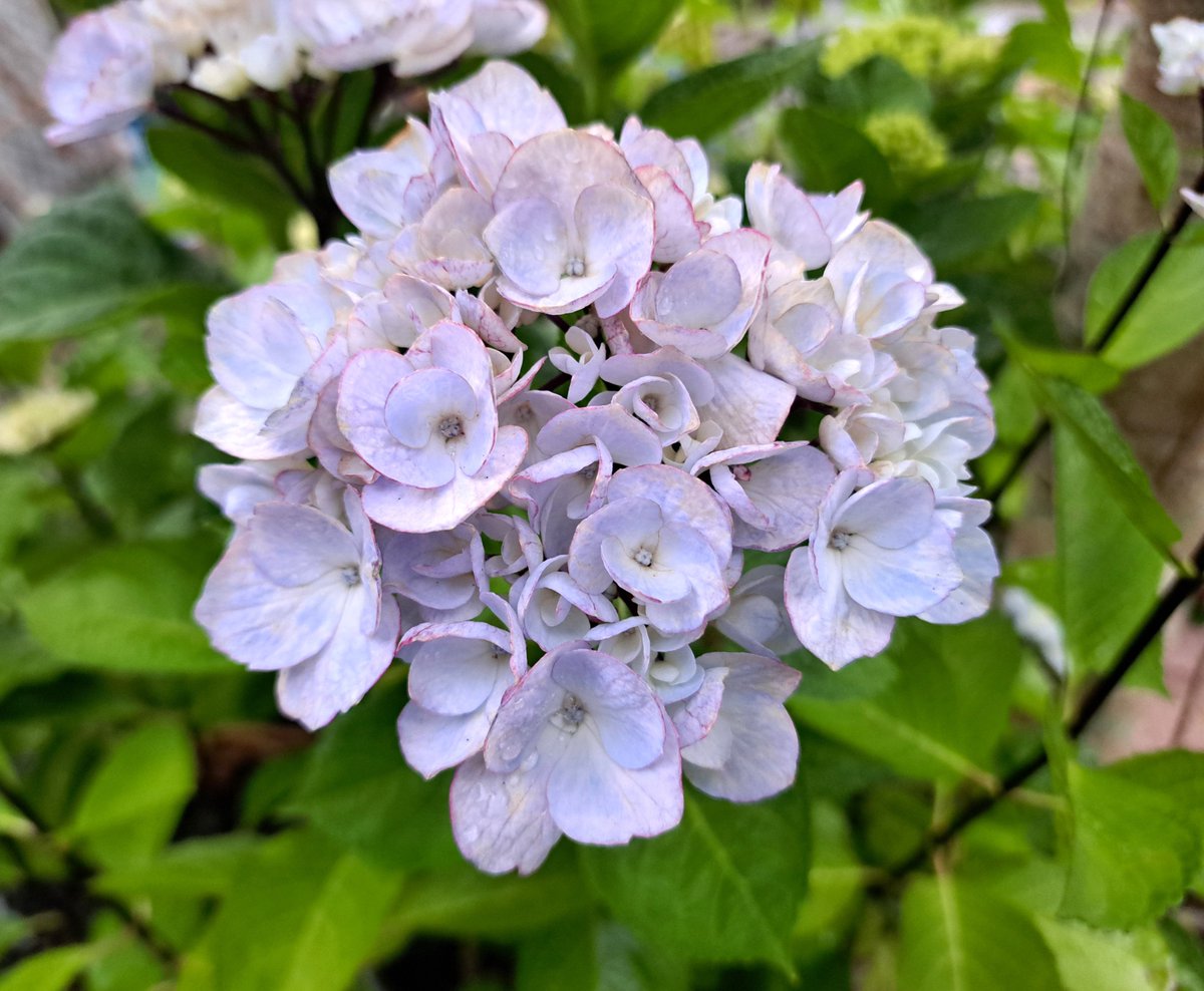 今日の紫陽花（R8.5.28） ⑲サマークラッシュ 開花期が長く濃い紫の花