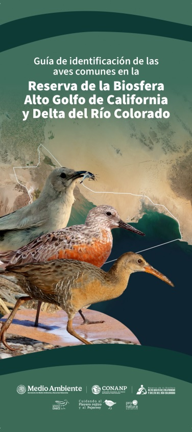CONANP_mx's tweet photo. Consulta la Guía de identificación de las aves comunes en la RB #AltoGolfo de California, la cual consta de 160 especies que se observan con más frecuencia en los ecosistemas. 🪶

➡️ https://t.co/nlR8KjVhcM #SomosNaturaleza 🐦🦆🦅🦉🦢 https://t.co/ret5dVgYI0