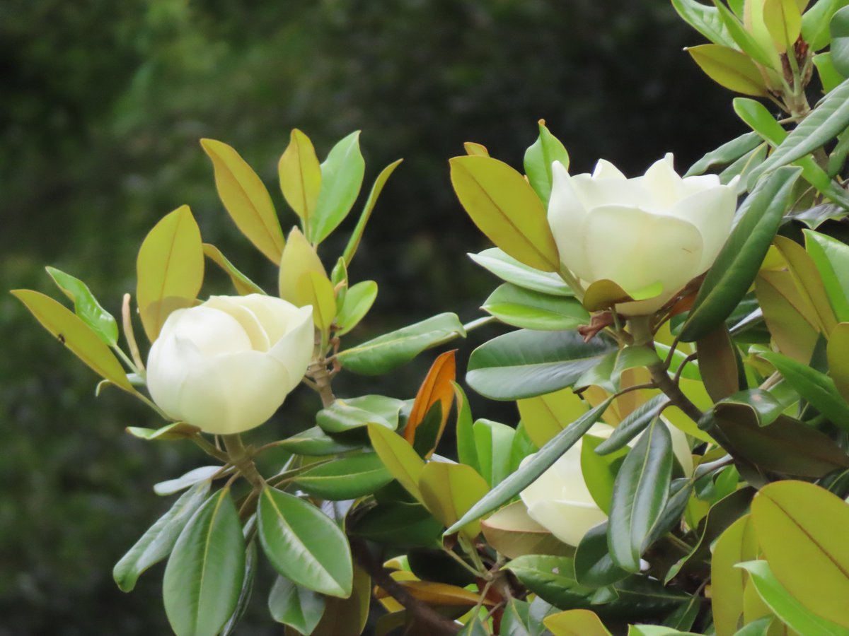 典雅な花🪻】 初夏の陽射しを受け、静かに咲くタイサンボク。 明治初期